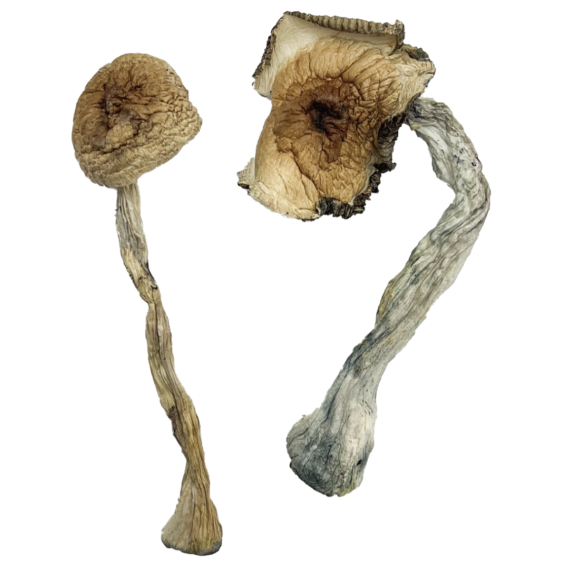 Buy Quezon Magic Mushrooms Strain